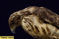 鳳頭蒼鷹藏品圖，第11張